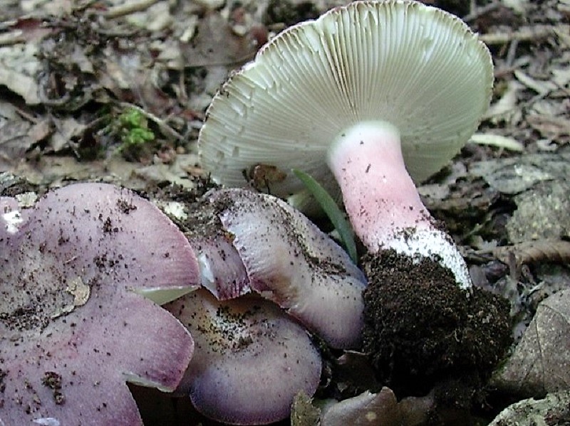 411 Agosto vecchio ritrovamento